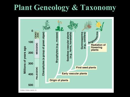 Plant Geneology & Taxonomy I. NON-VASCULAR PLANTS No special system of vessels to transport fluids internally. Examples : mosses, liverworts.