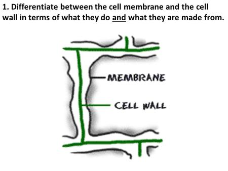 1. Differentiate between the cell membrane and the cell wall in terms of what they do and what they are made from.