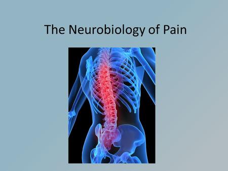 The Neurobiology of Pain. What is Pain? Pain is part of the body's defense system. The reflex reaction to escape painful stimulus is meant to adjust behavior.