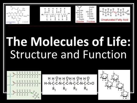 The Molecules of Life: Structure and Function