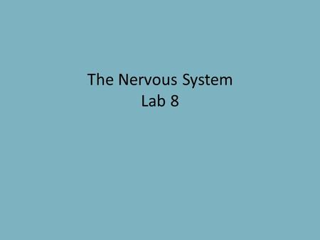 The Nervous System Lab 8.