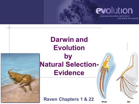 AP Biology 2006-2007 Darwin and Evolution by Natural Selection- Evidence Raven Chapters 1 & 22.