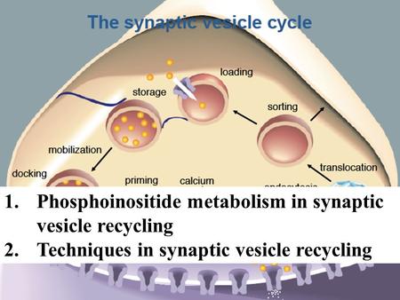 1.Phosphoinositide metabolism in synaptic vesicle recycling 2.Techniques in synaptic vesicle recycling.