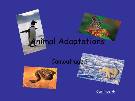 Animal Adaptations Camouflage Cover Page Continue 