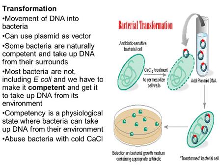 Transformation Movement of DNA into bacteria Can use plasmid as vector