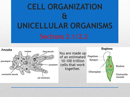 CELL ORGANIZATION & UNICELLULAR ORGANISMS