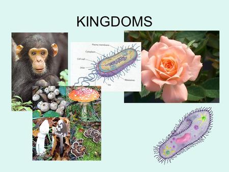KINGDOMS. Bacteria Prokaryotes (no true nucleus) Unicellular Autotrophic (makes own food) Heterotrophic (consumes others) Chemoautotroph (break down inorganic.