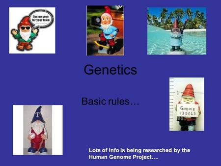 Genetics Basic rules… Lots of info is being researched by the Human Genome Project….