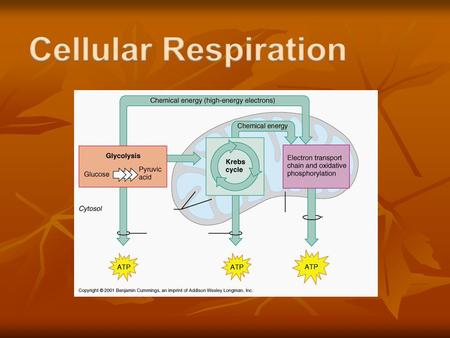 Cellular Respiration Defined: The process (a series of reactions) by which glucose molecules are broken down to release energy Defined: The process.