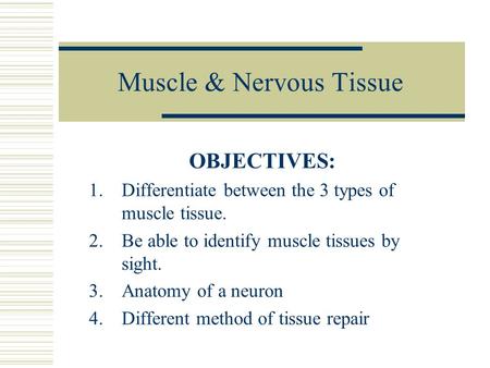 Muscle & Nervous Tissue OBJECTIVES: 1.Differentiate between the 3 types of muscle tissue. 2.Be able to identify muscle tissues by sight. 3.Anatomy of a.