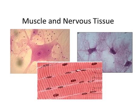 Muscle and Nervous Tissue