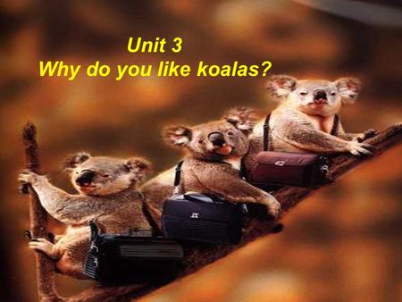 Unit 3 Why do you like koalas? zoo 动物园 animals 动物.
