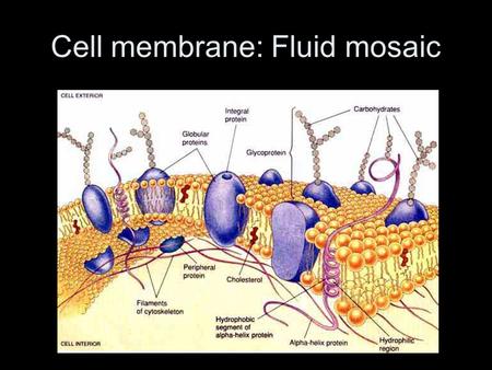 Cell membrane: Fluid mosaic. What Are Characteristics Of The Cell Membrane? Selectively permeable Composed of –Lipids –Proteins.