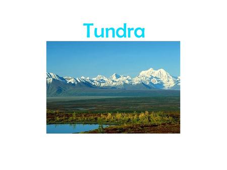 Tundra. Facts about the Tundra *The tundra is very cold. The ground is always frozen. That is called permafrost.