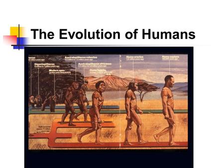 The Evolution of Humans