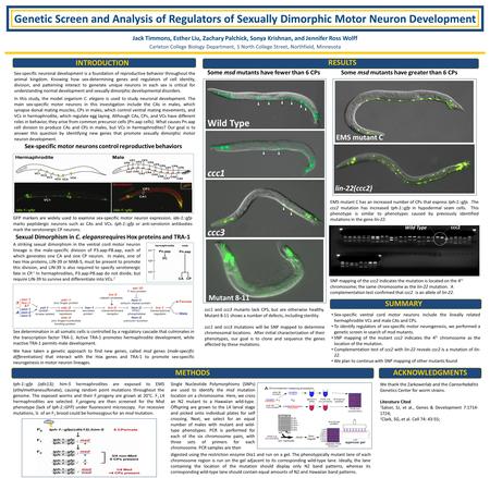 Genetic Screen and Analysis of Regulators of Sexually Dimorphic Motor Neuron Development Jack Timmons, Esther Liu, Zachary Palchick, Sonya Krishnan, and.