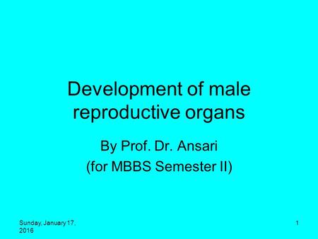 Development of male reproductive organs