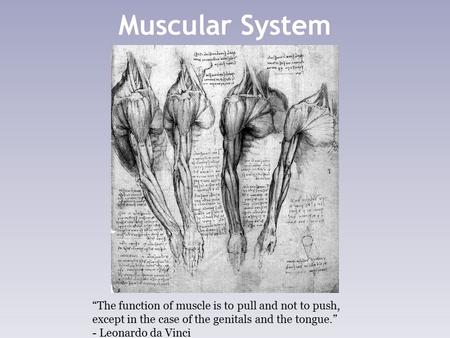Muscular System “The function of muscle is to pull and not to push, except in the case of the genitals and the tongue.” - Leonardo da Vinci.