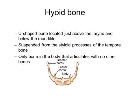 Hyoid bone U-shaped bone located just above the larynx and below the mandible Suspended from the styloid processes of the temporal bone Only bone in the.
