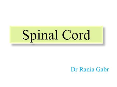 Spinal Cord Dr Rania Gabr.