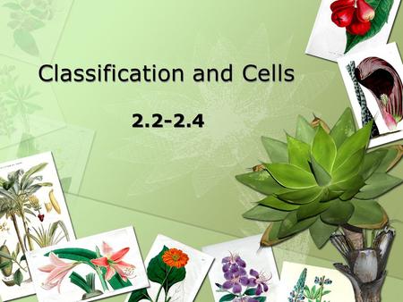 Classification and Cells 2.2-2.4. Currently 1.8 million species of living organisms Classifying 15,000/year new species Many species have gone extinct.