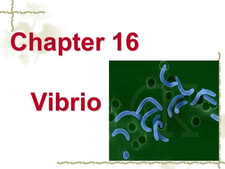 Chapter 16 Vibrio section 1 Vibrio cholera Biological characterization A. Morphology and identification  Comma shaped, curved rod  G-  Single polar.