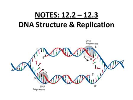 NOTES: 12.2 – 12.3 DNA Structure & Replication