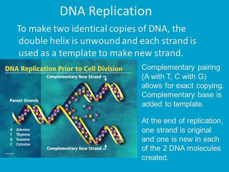 DNA Replication To make two identical copies of DNA, the double helix is unwound and each strand is used as a template to make new strand. Complementary.