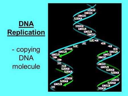 DNA Replication - copying DNA molecule. Why does DNA need to copy? Every time a cell divides (mitosis), an EXACT copy of DNA must go into new cells! Growth.