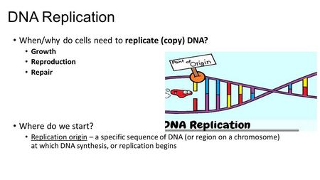 DNA Replication When/why do cells need to replicate (copy) DNA? Growth Reproduction Repair Where do we start? Replication origin – a specific sequence.