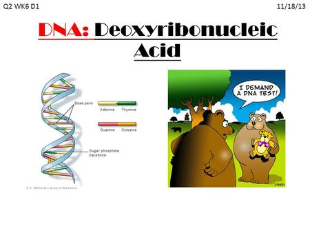 DNA: Deoxyribonucleic Acid Q2 WK6 D1 11/18/13. Scientists of DNA 1953, James Watson & Francis Crick were accredited for discovering the structure of DNA.