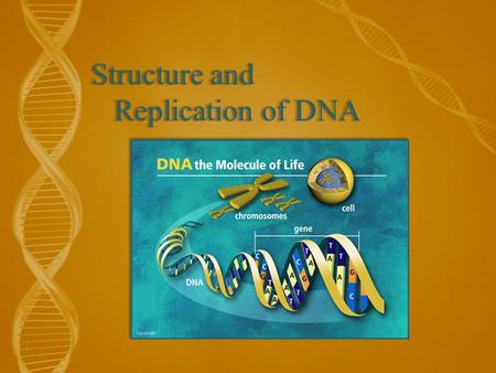 Structure and Replication of DNA. Objectives 3.3.1 - Outline DNA nucleotide structure in terms of sugar (deoxyribose), base, and phosphate. 3.3.2 – State.