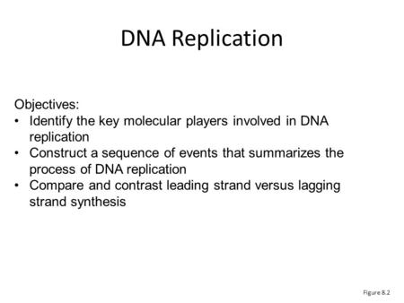 Figure 8.2 Objectives: Identify the key molecular players involved in DNA replication Construct a sequence of events that summarizes the process of DNA.