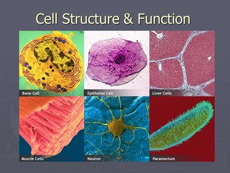 Cell Structure & Function. Cells ► All living things on Earth are made of cells. ► Cells are the basic unit of structure & function in living things.