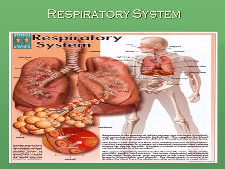 Respiratory System. Function of the Lungs  Supplies oxygen to the blood by inhaling. This oxygen is then carried to all the cells of the body.  Removes.