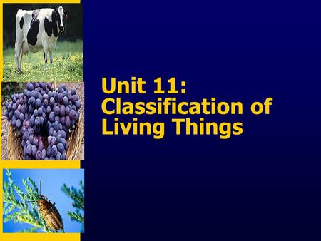 Unit 11: Classification of Living Things