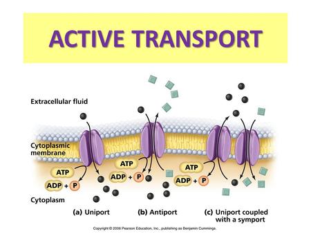 ACTIVE TRANSPORT In many cases, cells must move materials from an area of lower concentration to an area of higher concentration. Higher conc Lower conc.