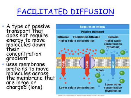 FACILITATED DIFFUSION A type of passive transport that does not require energy to move molecules down their concentration gradient uses membrane proteins.
