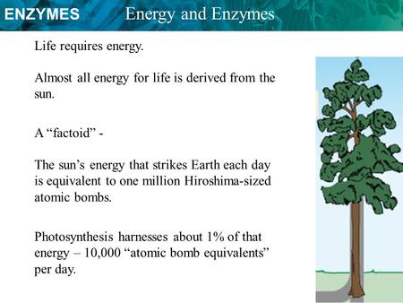 ENZYMES Energy and Enzymes Almost all energy for life is derived from the sun. Life requires energy. A “factoid” - The sun’s energy that strikes Earth.