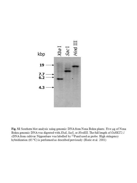 Xba I 19 7.7 6.2 4.3 kbp Sac I Hind III Fig. S1 Southern blot analysis using genomic DNA from Nona Bokra plants. Five µg of Nona Bokra genomic DNA was.