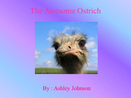 The Awesome Ostrich By : Ashley Johnson. General Information The vertabrate group is stuthiondae The animals specific name is a struthio camelus There.