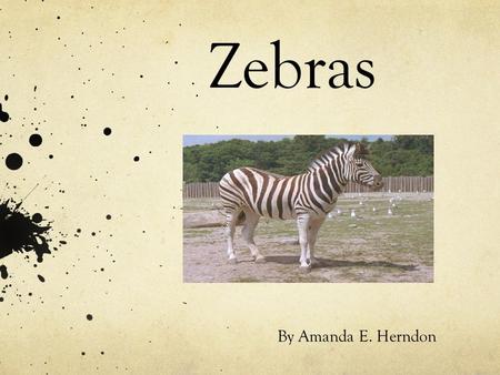 Zebras By Amanda E. Herndon.
