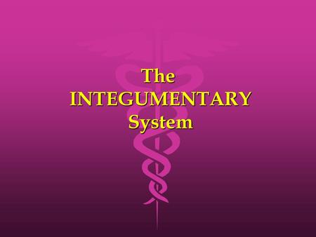 The INTEGUMENTARY System. Functions of the Skin Protection Protection Regulation of Body Temperature Regulation of Body Temperature Reception of Stimuli.