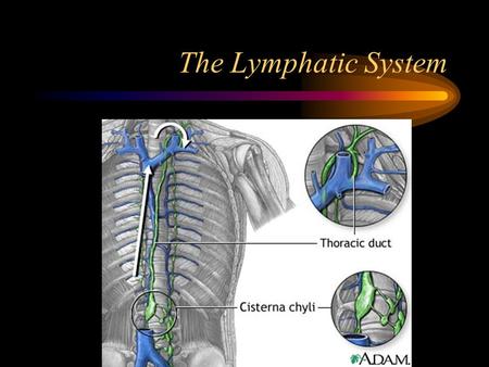 The Lymphatic System. The lymphatic system is a specialized component of the circulatory system. Consists of a moving fluid called lymph and a group of.