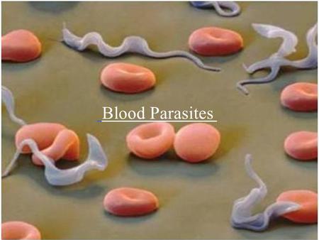 Blood Parasites.