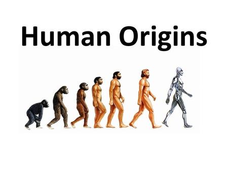 Human Origins.