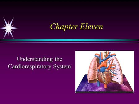 Chapter Eleven Understanding the Cardiorespiratory System.