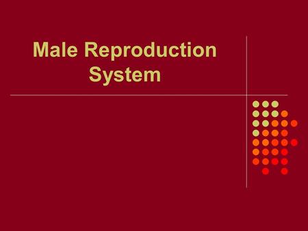 Male Reproduction System. 1. What is the male gamete (sex cell)? Sperm.