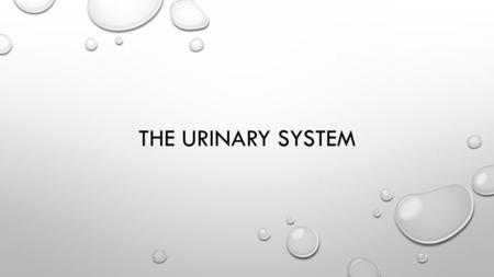 THE URINARY SYSTEM. URINARY SYSTEM ALSO CALLED THE EXCRETORY SYSTEM RESPONSIBLE FOR REMOVING CERTAIN WASTES FROM THE SYSTEM AND MAINTAINING THE BODIES.