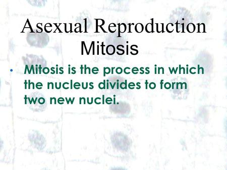 1 1 Asexual Reproduction Mitosis Mitosis is the process in which the nucleus divides to form two new nuclei.